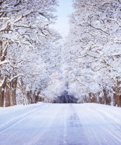 Alternative view of Trees covered with Snow 3D Custom wall murals / wallpapers – DCWM000484