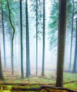 Alternative view of Bright Forest 3D Custom wall murals / wallpapers – DCWM000577