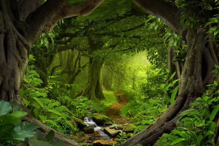 forest Green Trees 3D Custom wall murals / wallpapers – DCWM000917