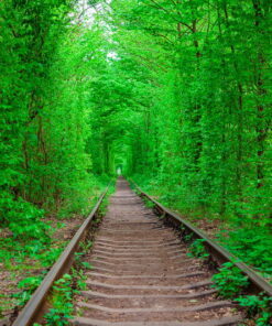 Alternative view of Railway path surrounded by leafy green Trees 3D Custom wall murals / wallpapers – DCWM001090